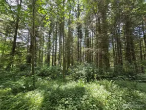 marketable timber - could use some thinning.