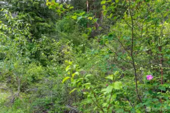 The diverse forest of native trees and shrubs support a myriad of wildlife and migratory birds.