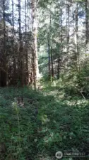 A dirt "driveway" has been cleared of trees for a distance, though it is brushy.