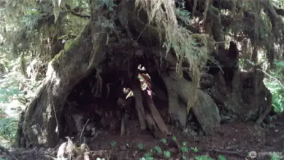 Tree fort?  Backyard playground?