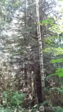 Alder, spruce, hemlock