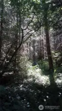 Imagine the sounds of ravens calling and owls hooting.