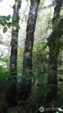 Cottonwood, vine maple, and Devil's club