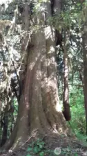 A giant cedar tree with crook branch
