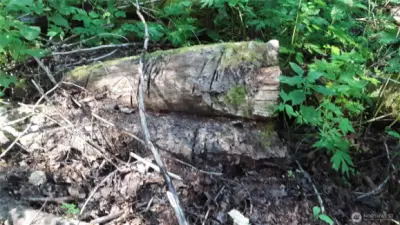Cut logs, also in area of potential building site.