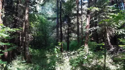 Forest peace...