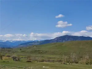 Stock graze peacefully on good ground. Classic rural character of the Twisp & Methow Valley.