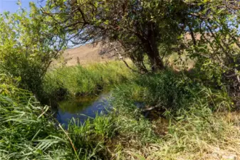 Pond and Creek setting is vibrant natural setting for wildlife.