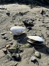 Clams on the beach