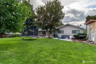 New Grass in Back Yard