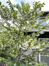 Back yard cherry tree