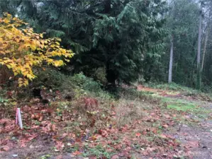 Fall picture of property and corner stake.