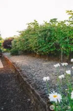 raised planting area and access to blackberries