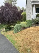 Sideyard