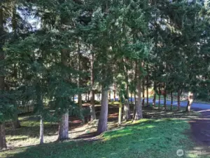 The grove of evergreens provide a lovely privacy buffer without shading your entire property. Driveway along the right edge of the photo belongs to the Guest House.
