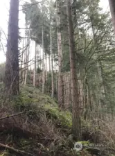 High quality Douglas fir along east property line