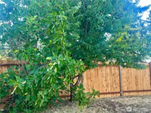 Fruit trees