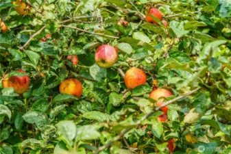 Variety of frunit trees, Cherry, apple and pear