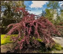 Front yard crab apple tree is a show off in spring