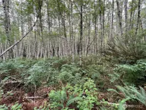 Very secluded 20 acre parcel. Contact your agent for further details and showing.