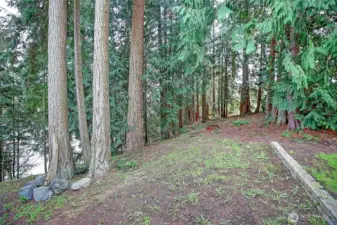 Parked-out Timber for Privacy, with New Drainfield~
