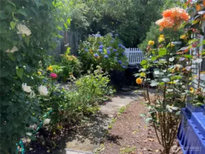 The garden in summer