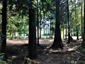 Beautiful Trees