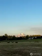The pasture offers stunning views of Mount Rainier! Truly a sight to behold.