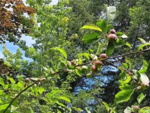pear tree