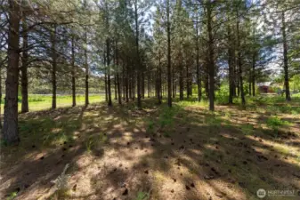 Mature pines along the southern boundary.