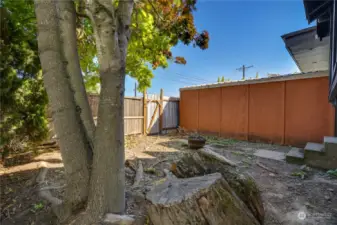 A maple tree grows in the mostly fenced front yard bordering S. 12th St.