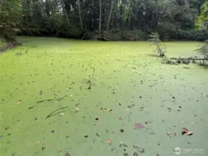 Pond on the Property