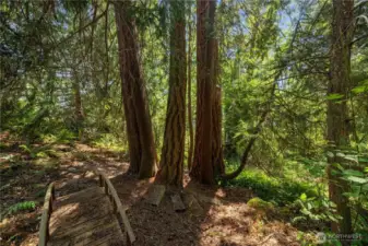 Your woodland oasis! This tax lot is approximately 0.8 acres and included in the total lot size listed. A path has been cleared and you can easily walk down to Division for your daily walks.