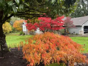 Summer/Fall foliage photo!