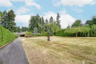 Expansive yard with fruit trees