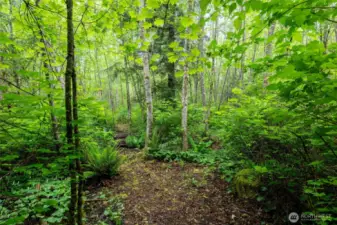 Wander the trail to Swede Creek, surrounded by dense ferns, bright foliage and the quiet sounds of nature.