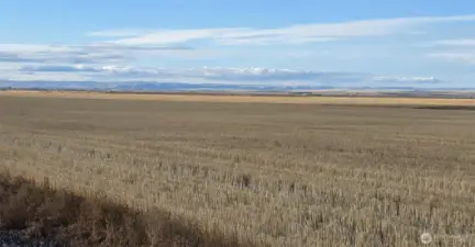 Neighboring Wheat Field