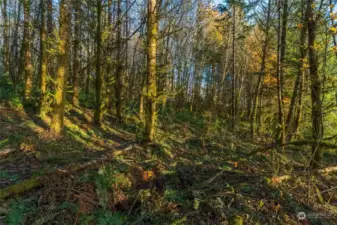 Lots of trees, gently sloping land in this spot.