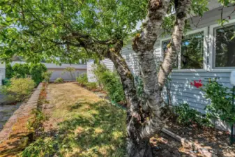 Yard