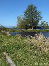 Wetlands to study and watch the ducks