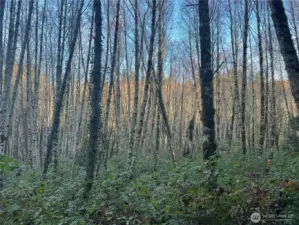 Magical alder forest in the Northern parcel.