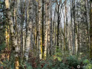 Timber nearly ready for harvest. Imagine your own 40 acre estate in the woods.