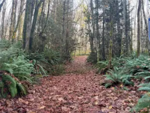 Several building sites for you farmstead. Plenty of room for a home and an ADU, huge gardens and a place for your animals to roam wild.  You need the serenity.