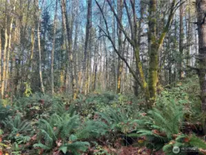 Northern area of the South parcel. Lots of level ground.