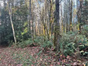 A forest with Canadian maples, red alders, cedars and Douglas fir.