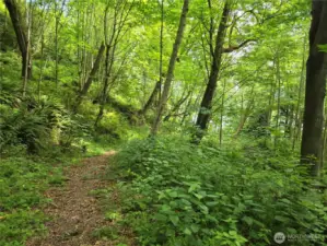 trail in middle of the property on the way to the beach.