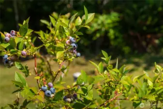 Blueberries, blackberries (the big ones), and wild blackberries are just a few of the treasures you will enjoy living here.