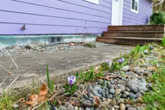 Flowers beginning to bloom!