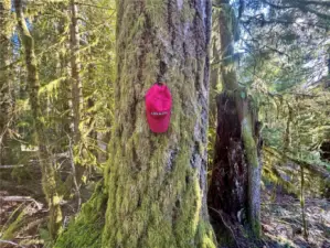 Big Fir tree