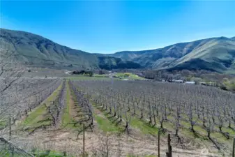 View from upstairs deck looking out over the commercial apple orchard towards the Yakima River